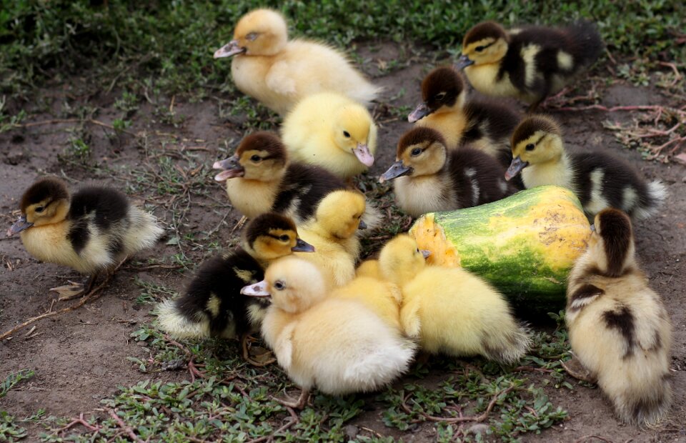 Yellow birds cute