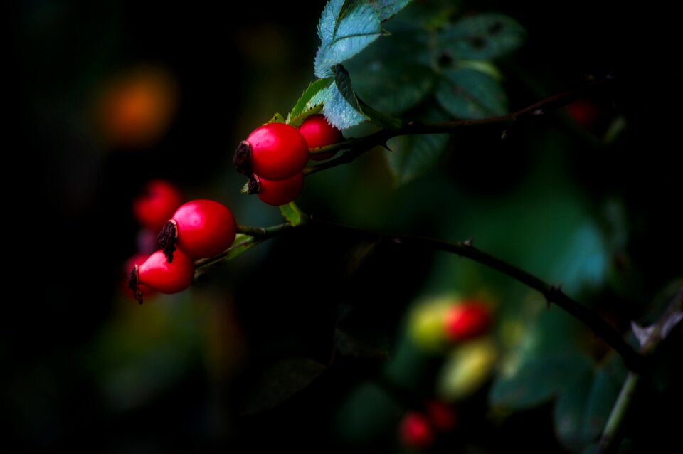 Tree outdoors red