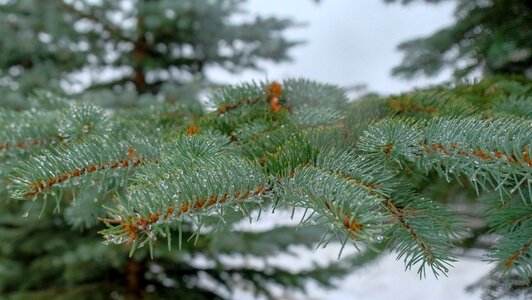 Spruce needle evergreen photo