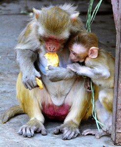 Female family eating