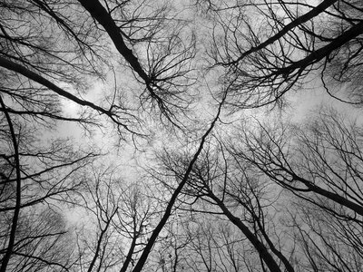 Nature trees tree branches photo