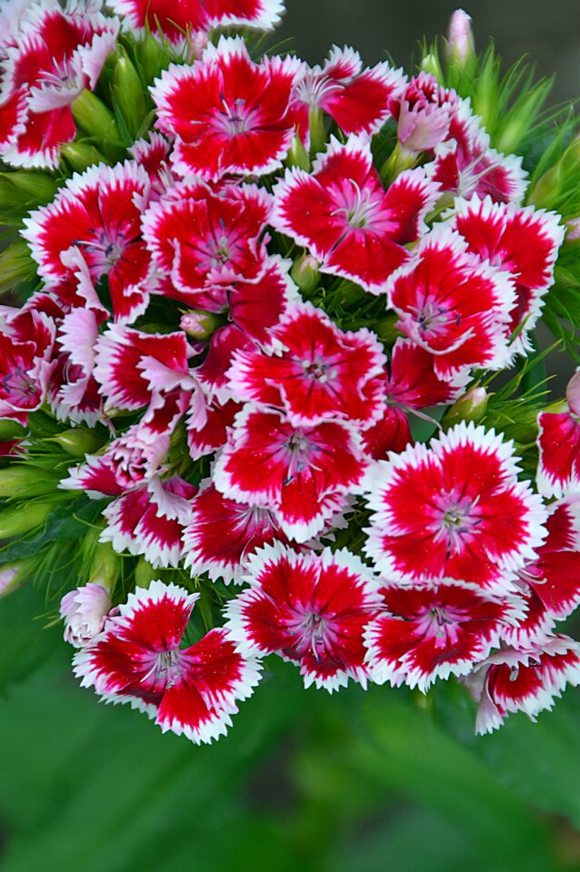 Floral garden color
