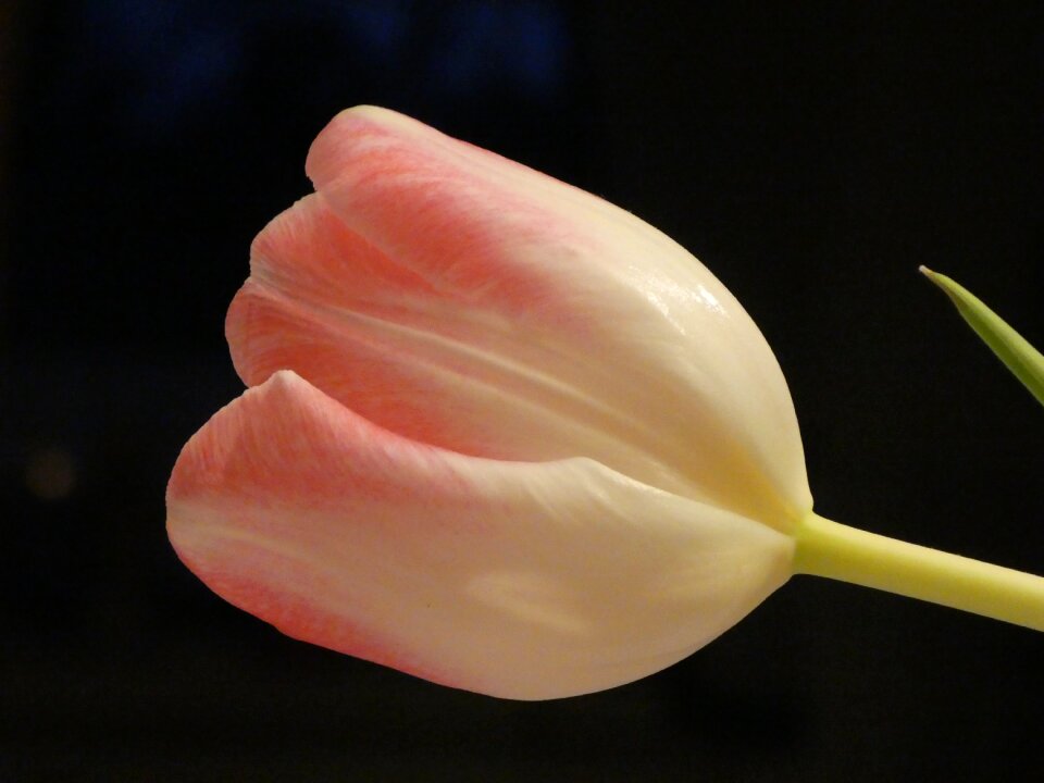 Flower tender pink