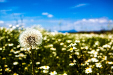 Nature slovakia leto photo