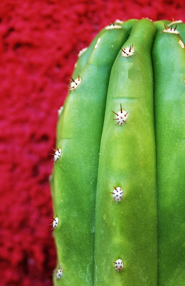 Plants san pedro entheogens