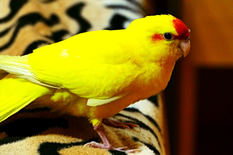 Bird at home recreation