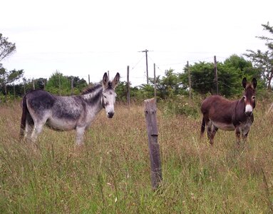 Grass field donkey
