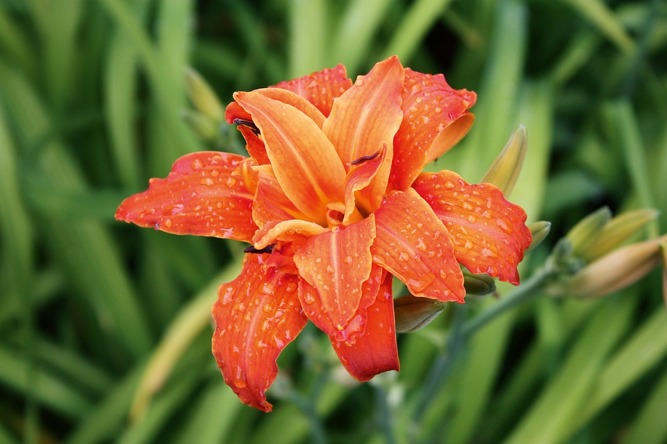 Orange blossom bloom