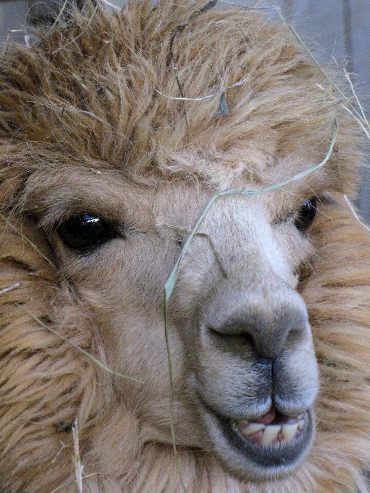 Nature fur llama