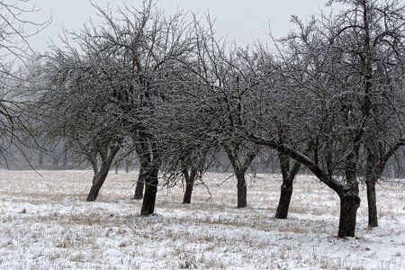 Frost season landscape photo