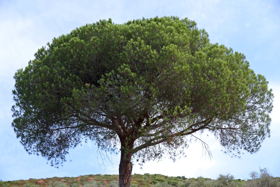 Wood tree tuscany