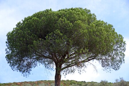 Wood tree tuscany