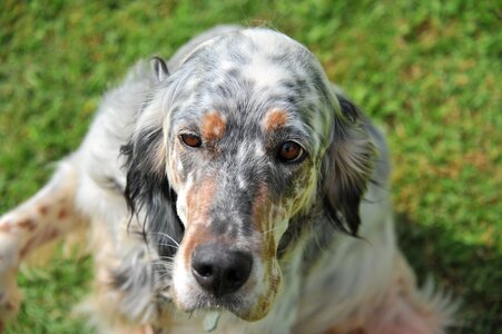 Mammal canine