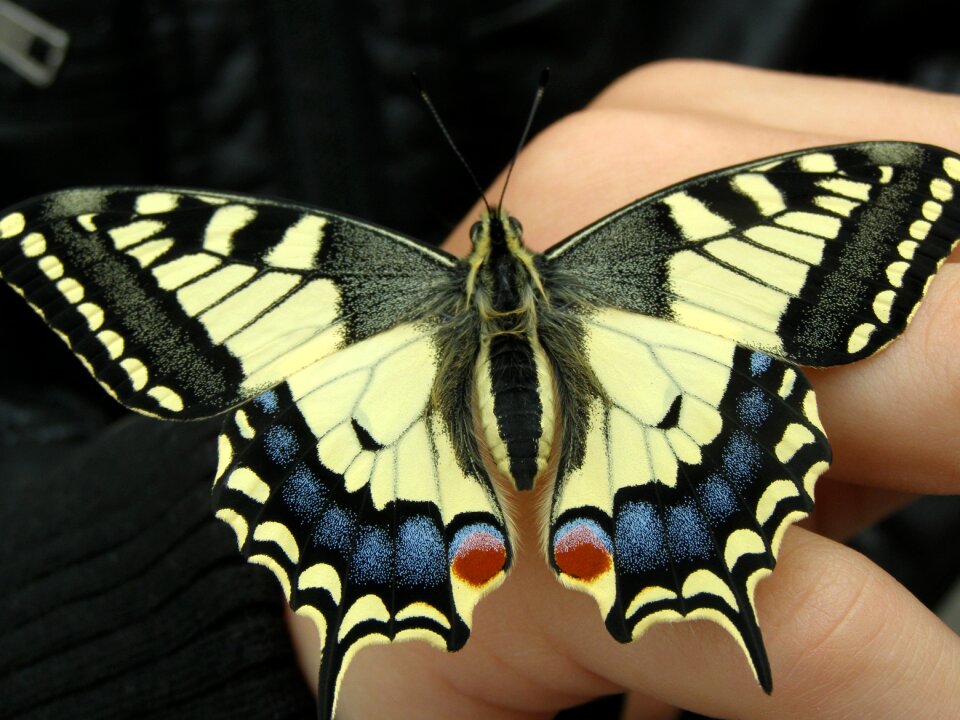 Butterfly insect nature photo