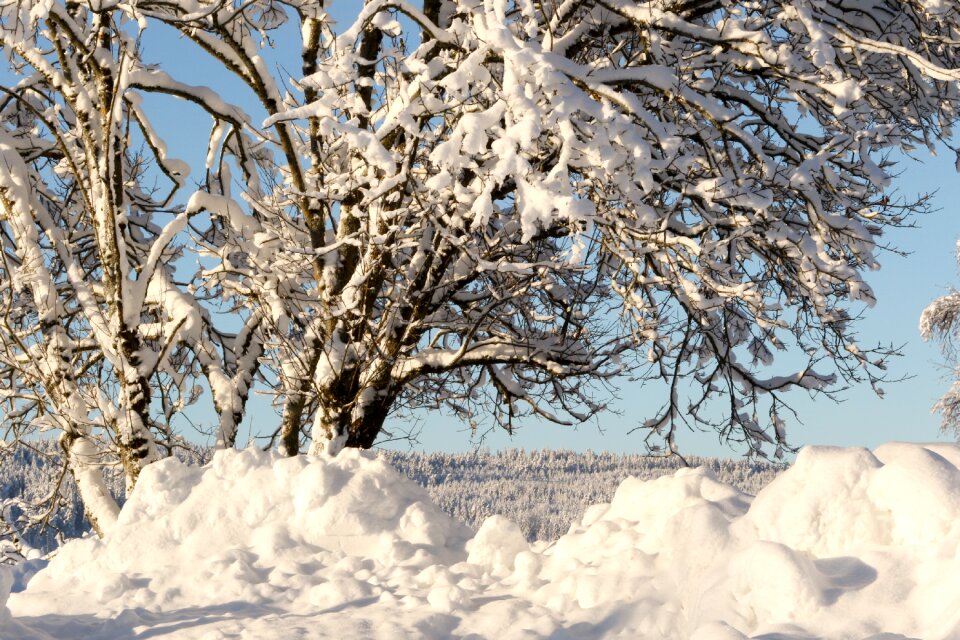 Frost cold