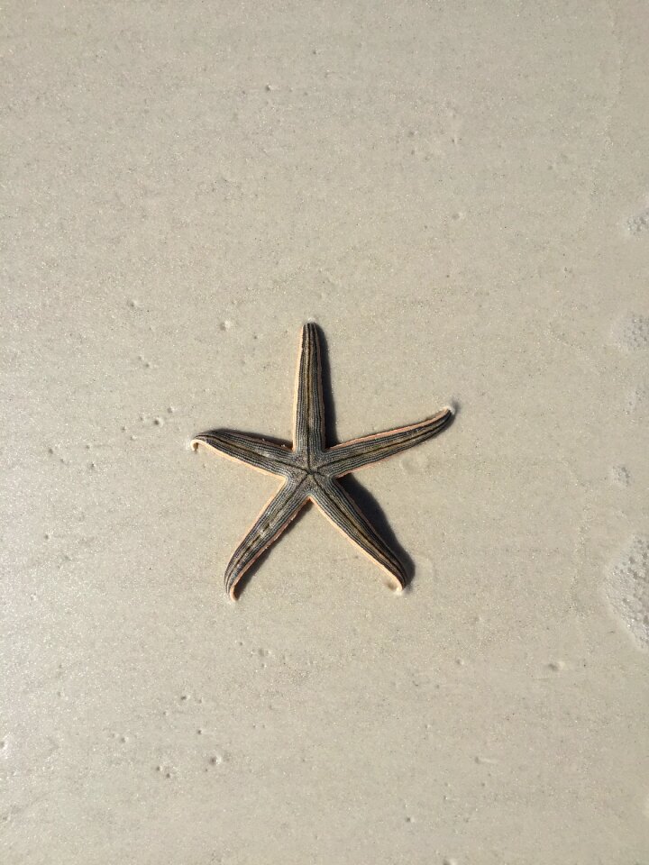 Sand starfish
