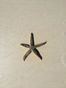 Sand starfish photo