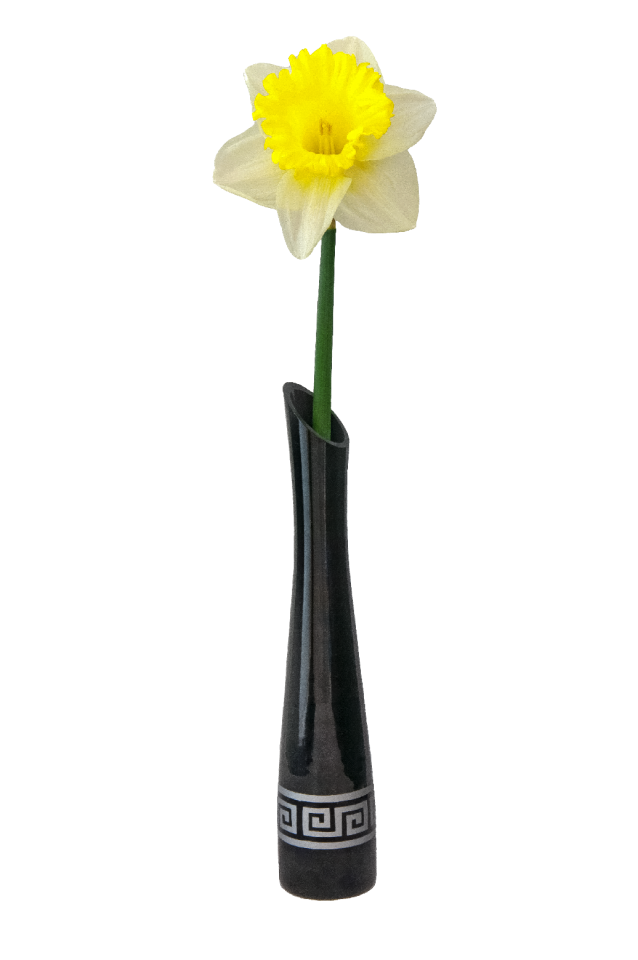 Narcissus white-yellow bloom