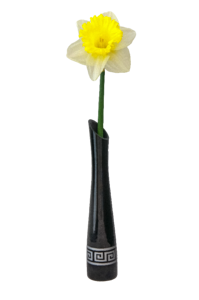 Narcissus white-yellow bloom photo