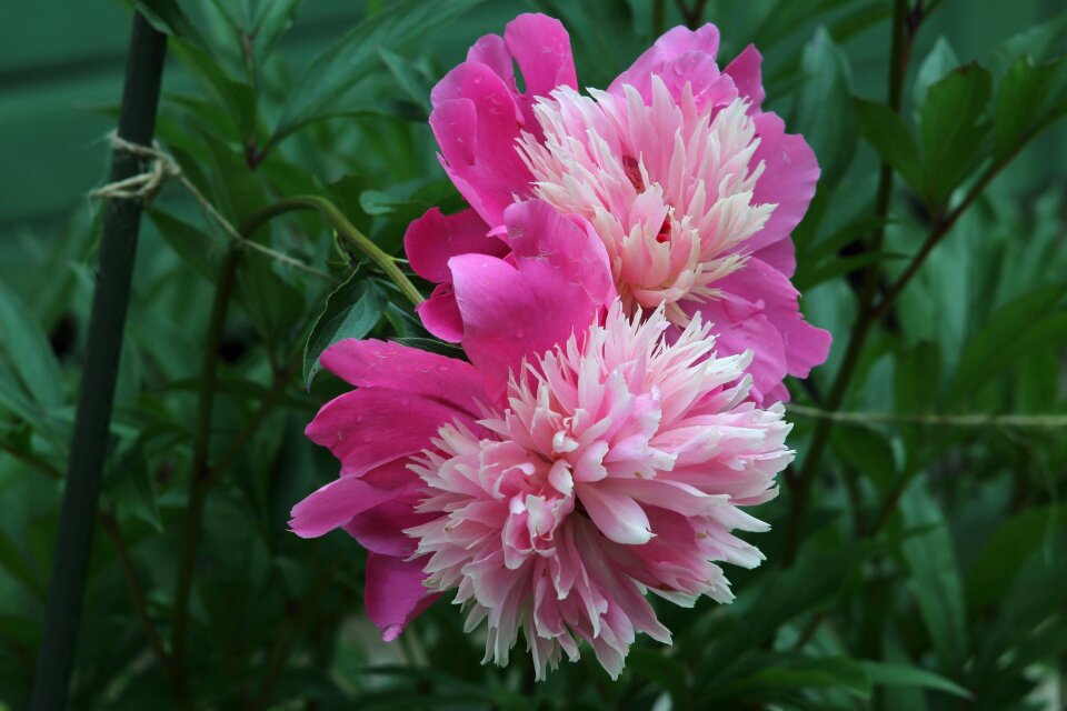 Garden summer blooming