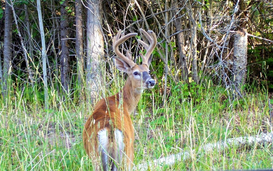 Wildlife mammal
