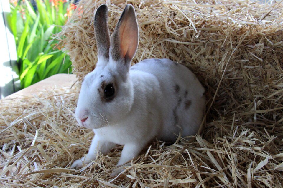 Brown rabbit brown bunny