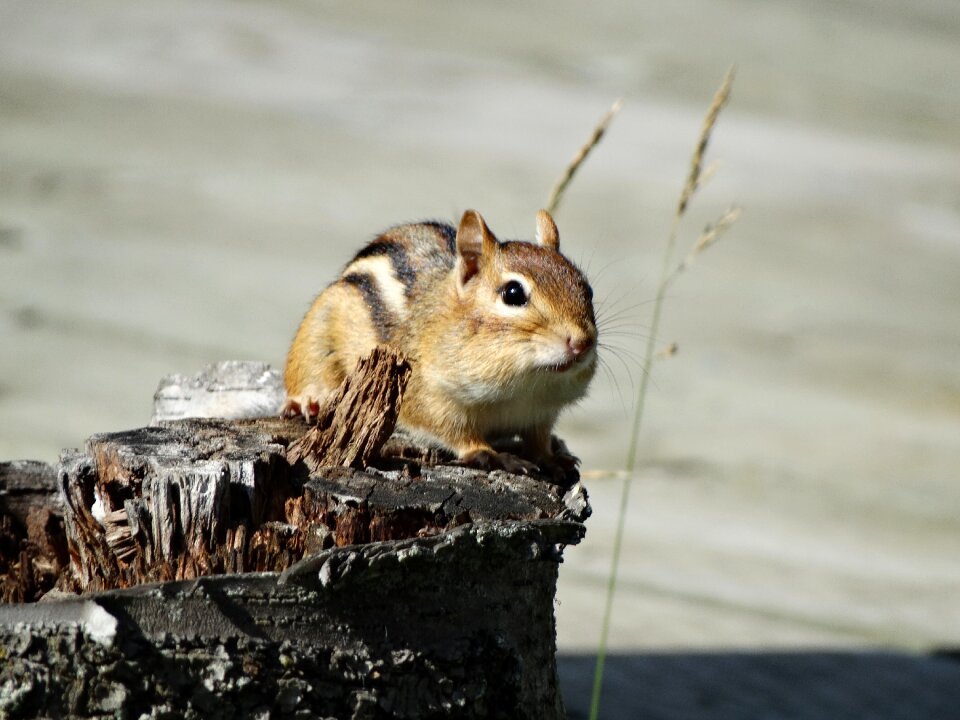 Cute wildlife