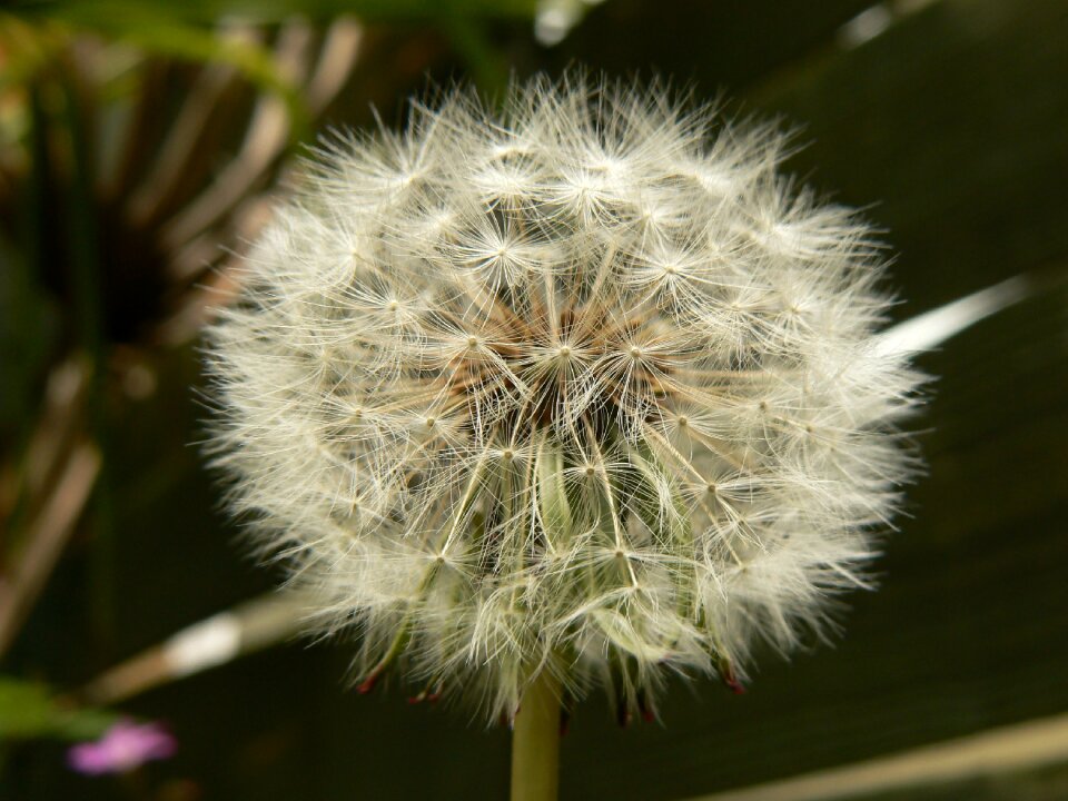 Flower seed closeup