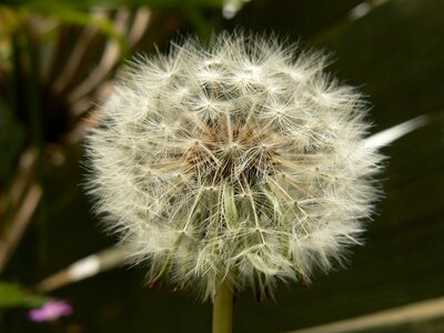 Flower seed closeup