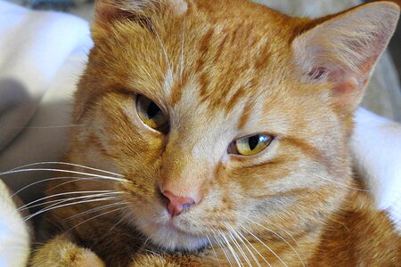 Cat fur rudy