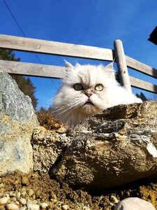 Cat predator white house cat