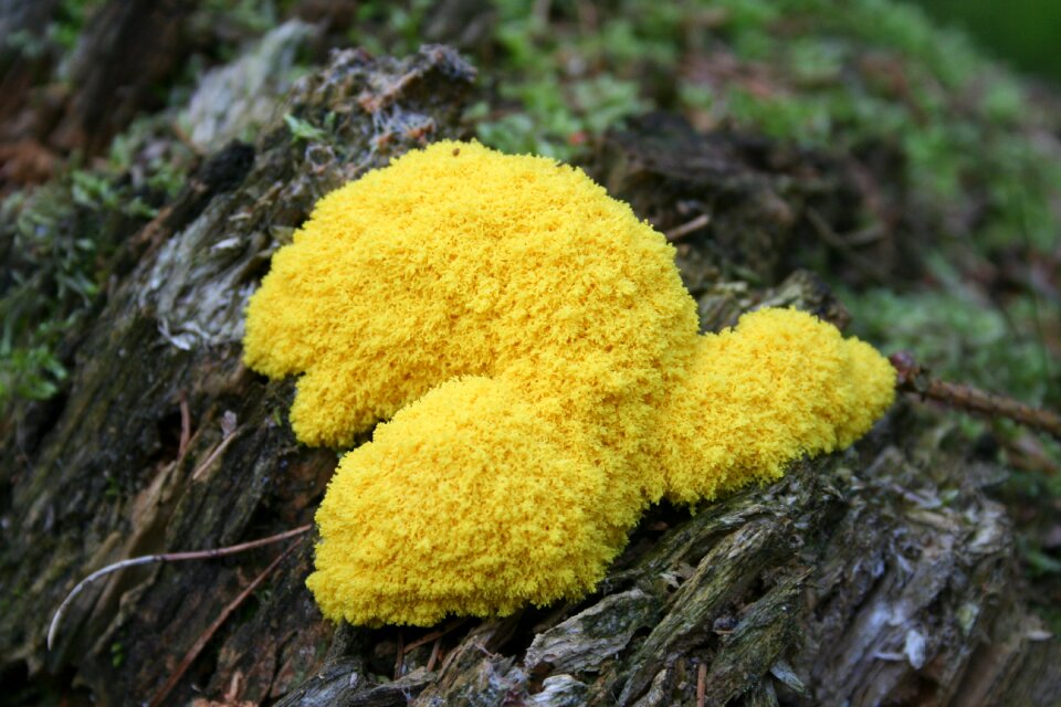 Yellow nature mushrooms