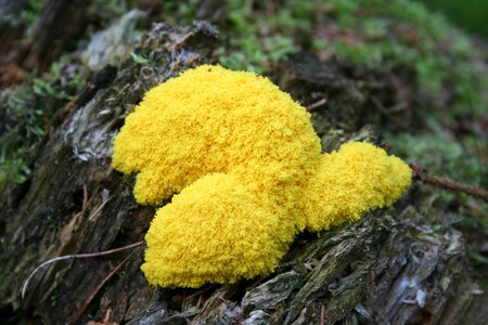 Yellow nature mushrooms