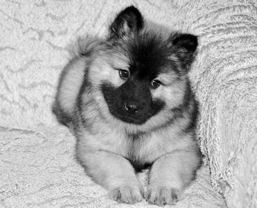 Black and white photo mammal portrait