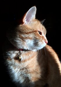 Mammalia pet kitten