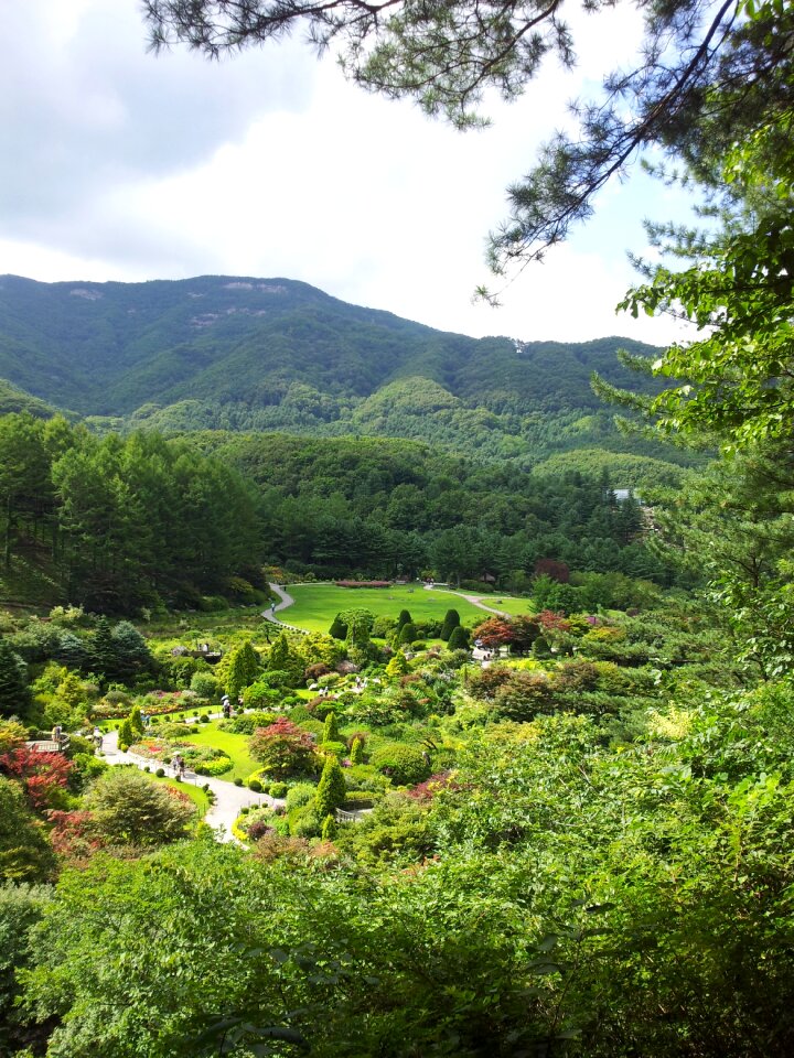 Mountain travel plants