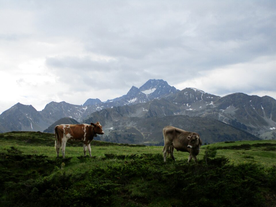 Grass nature graze