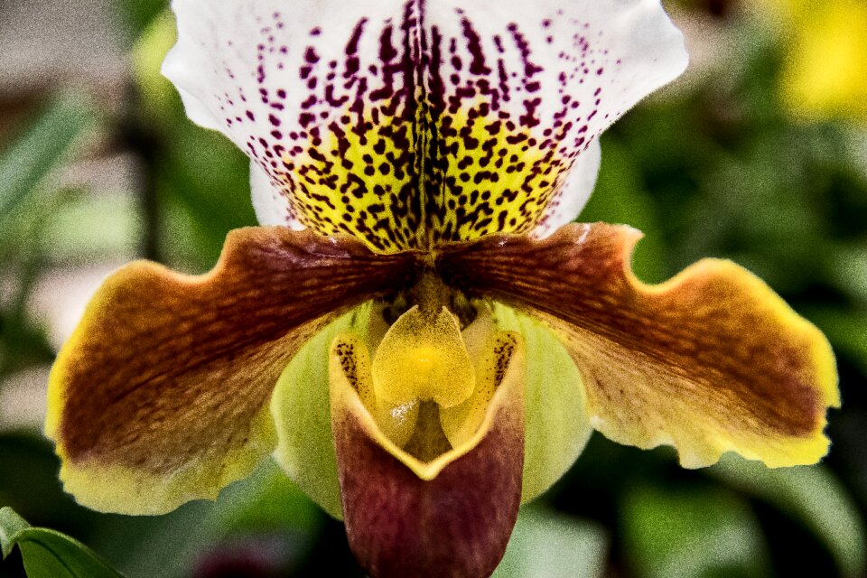 Flower brown yellow