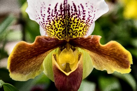 Flower brown yellow
