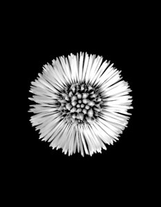 Flower plant spring