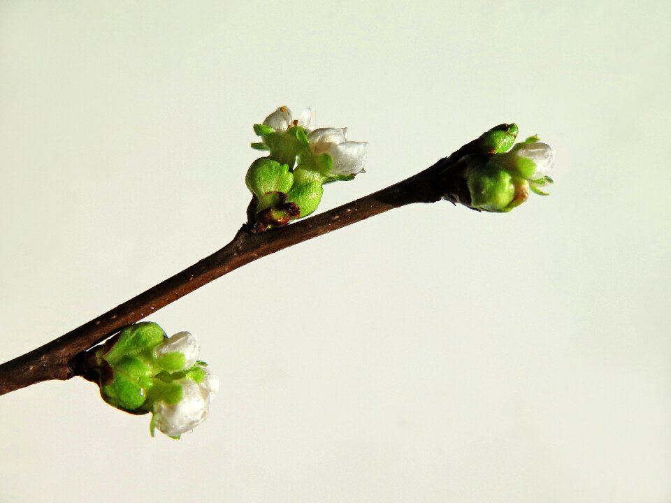 Leaf spring awakening