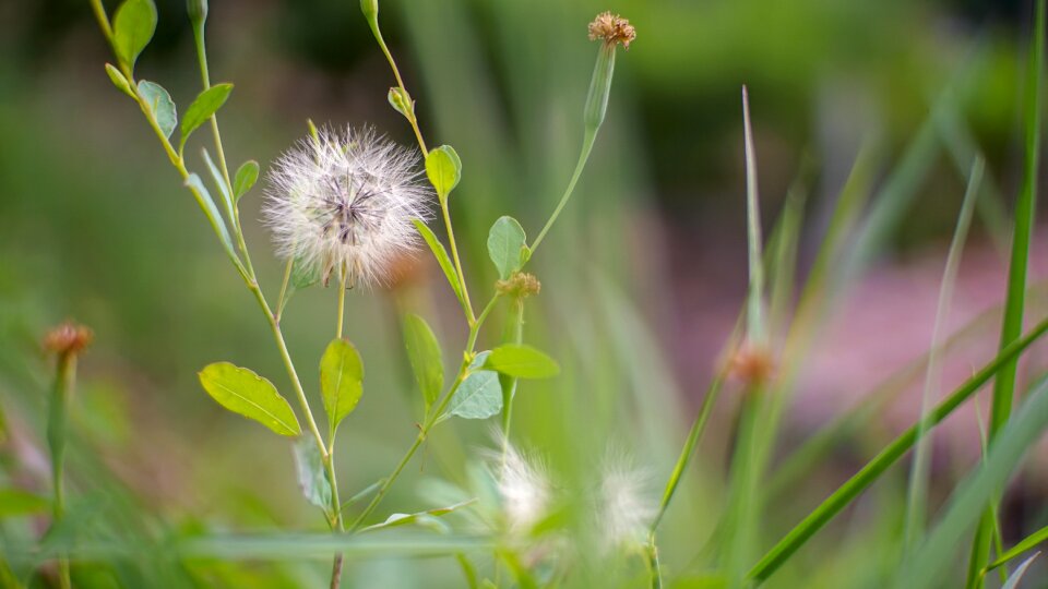 Grass flower outdoors photo