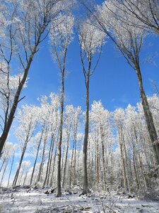 Winter slovakia tree