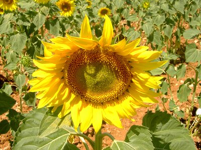 Flower summer helianthus photo