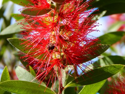 Plant flower tree