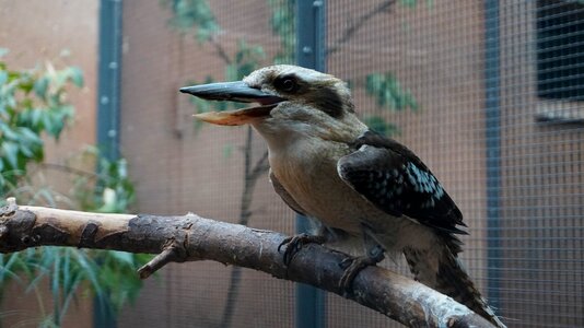 Feather animal zoo