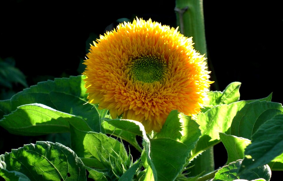 Dashing yellow plant