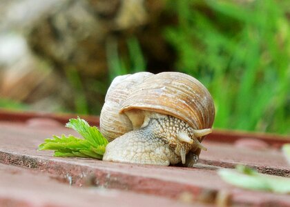 Conch snail nature