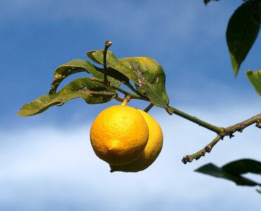 Leaf agriculture lemon