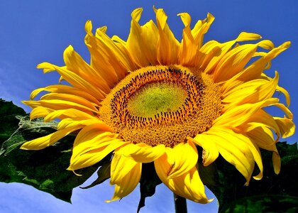 Flower sunflower sky photo